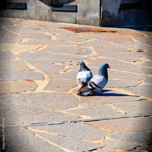 Pigeons on Paved Ground in Tenerife