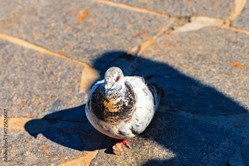 Pigeon on Pavement in Sunlight, Santa Cruz de Tenerife