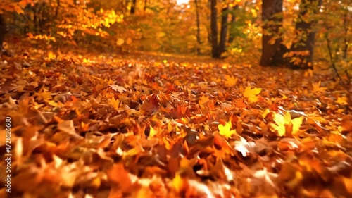 Wallpaper Mural Ground level tracking shot through colorful autumn leaves swirling and dancing in the gentle wind natural, peaceful, outdoor Torontodigital.ca