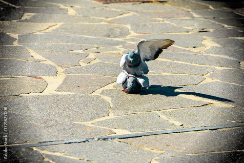Mating Rock Doves on Pavement in Santa Cruz de Tenerife