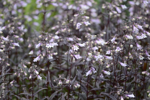 Closeup Penstemon Dark Towers from Dale Lindgren known as  beardtongues with blurred background in summer garden