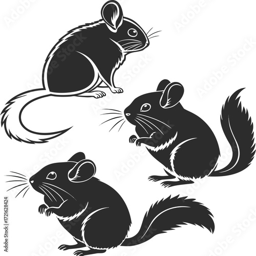 Photo realistic Black and White Chinchilla Pair Illustration with Detailed Fur Texture 