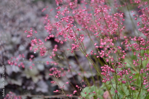 Closeup Heuchera Red Spangles known as coral bells from Alan Bloom with blurred background in summer garden