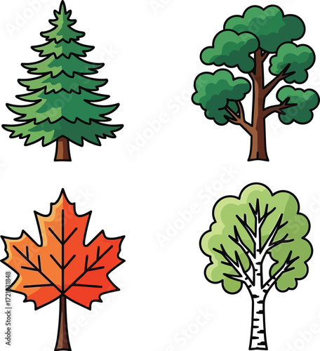 Four tree species, including fir, oak, maple, and birch
