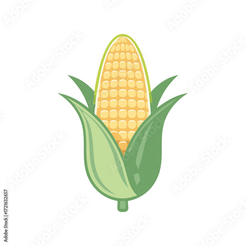 Fresh Sweet Corn Cob with Green Leaves Vector Illustration