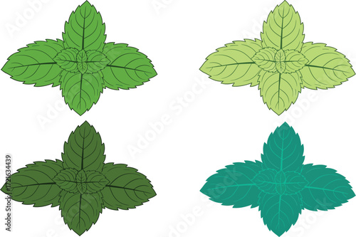 Four mint sprigs in different shades of green color
