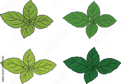 Four variations of mint leaves in different shades of green