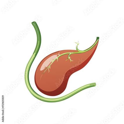 Human Gallbladder and Bile Ducts Anatomical Illustration
