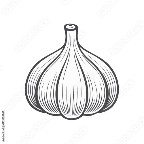 Hand drawn vintage black and white garlic bulb outline healthy cooking ingredient