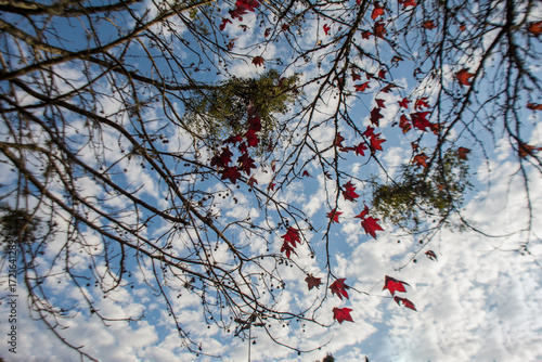 Maple leaves on a branch against the blue sky and white clouds