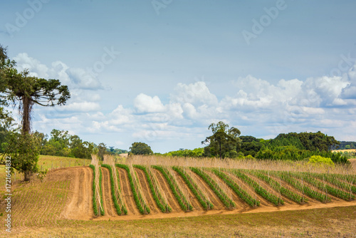 tomato plantation in the countryside in brazil