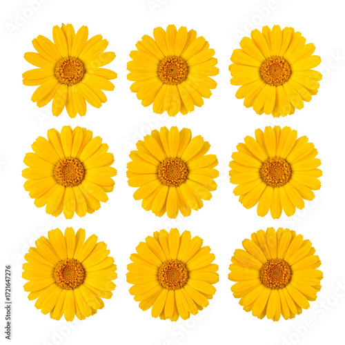Nine yellow daisy flowers arranged in a 3x3 grid against a black background.  Each flower is in sharp focus, displaying detailed petals and a central disc.  The flowers are identical in form and color