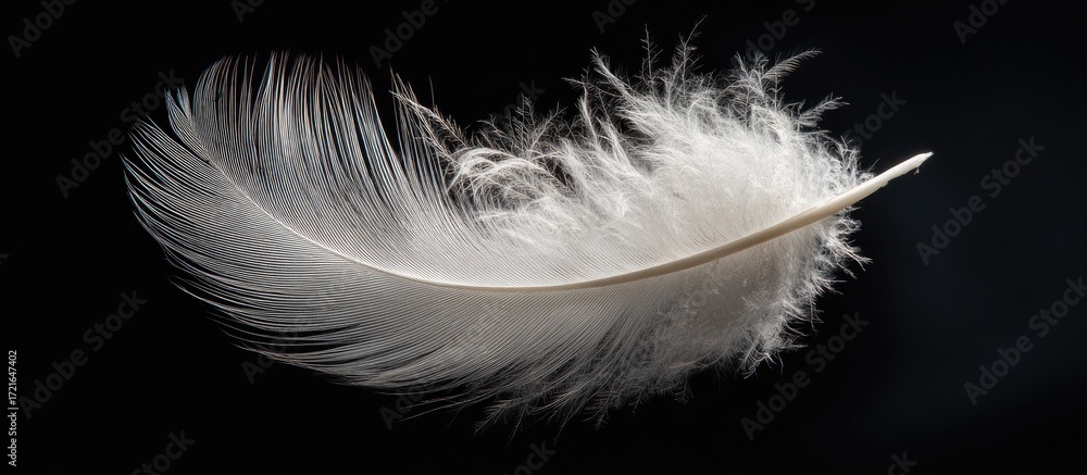 Obraz premium Delicate white feather against black backdrop (1)
