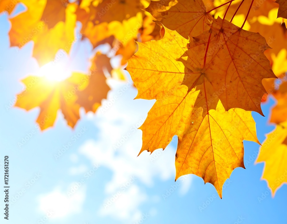 Obraz premium Autumn leaves against a bright sky (1)