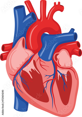 A detailed anatomical illustration of the human heart, displaying major blood vessels, chambers, and the flow of oxygenated and deoxygenated blood