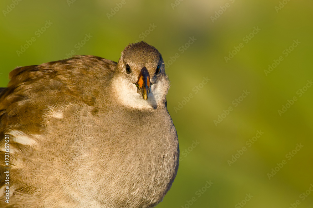 Obraz premium Close-up portrait of a young common moorhen (Gallinula chloropus) on a blurred background 