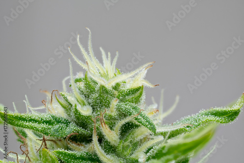Central bud of a Big Bud cannabis plant isolated