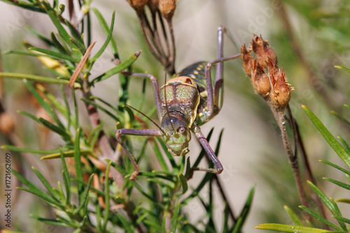Grillo verde Steropleurus andalusius camuflado en planta de romero, Alcoy, España	