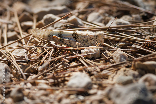 Fotomural Saltamontes de arena de alas azules (Sphingonotus caerulans) camuflado en el sue