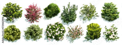 Top view of various bushes, shrubs, and flowers in landscape design on a white background, flat lay.