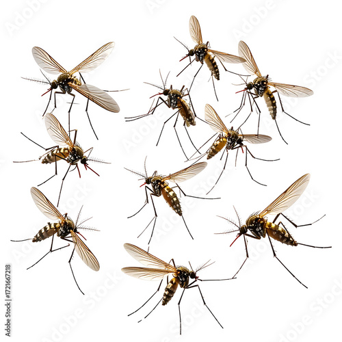 A circular pattern of numerous, detailed, flying insects, likely mosquitoes, with delicate wings and segmented bodies