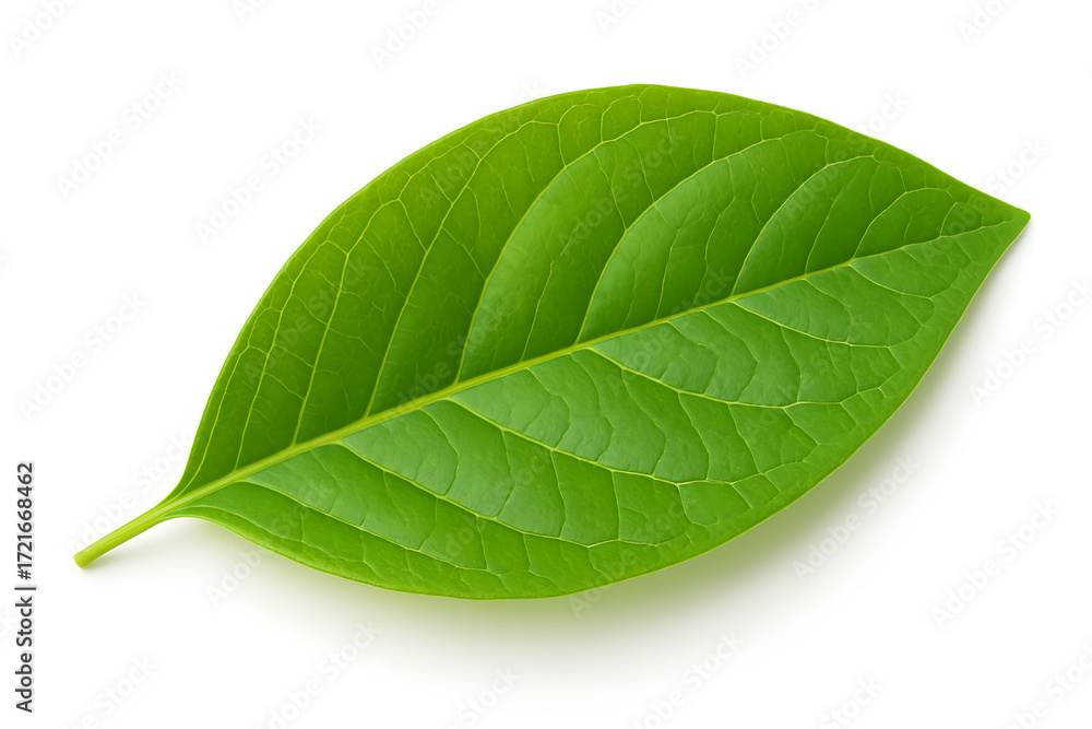Obraz premium Fresh Green Leaf with Veins on White Background