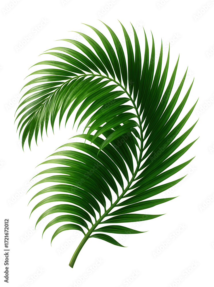Obraz premium Isolated palm tree branch on white background.