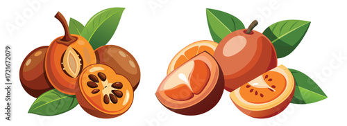 Fresh sapodilla fruit illustration vector design for healthy food and organic products
