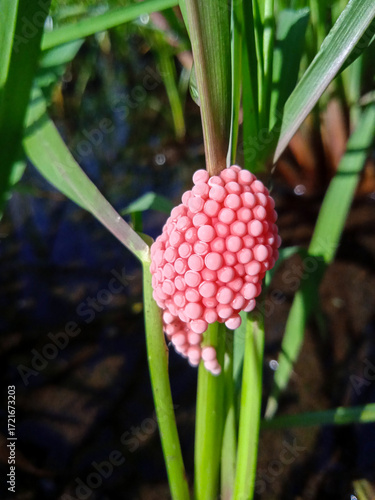 Bright pink cherry snail eggs cling to a plant stem above water. Their vivid color warns predators, marking the presence of this invasive aquatic species.