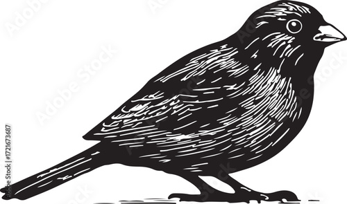 Detailed black and white woodcut illustration of a small bird perched on a branch against a white background