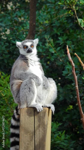 Ring-Tailed Lemur Sitting on a Wooden Post