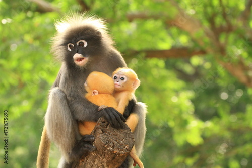 Dusky Langur(Trachypithecus obscurus) recognized by white eye-rings,grey fur with black hands and feet. Newborn dusky langurs are bright yellow-orange and gradually turn grey as they mature. THAILAND
