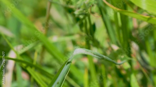 Grizzled Skipper Butterfly Resting in Grass