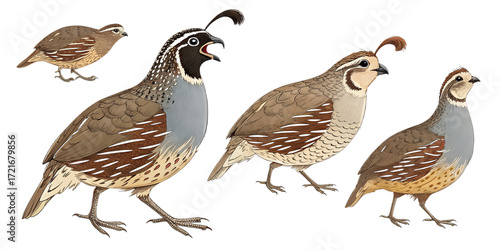 Various Quails PNG – Cartoon and Realistic Quail Illustrations on Transparent Background