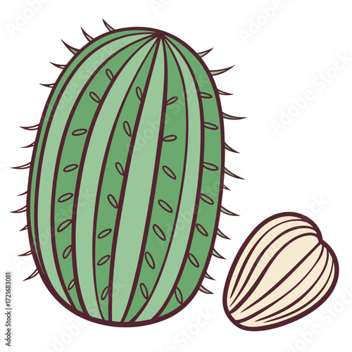 Oval green cactus alongside an off white seed presents a natural, earthy feel with transparent background