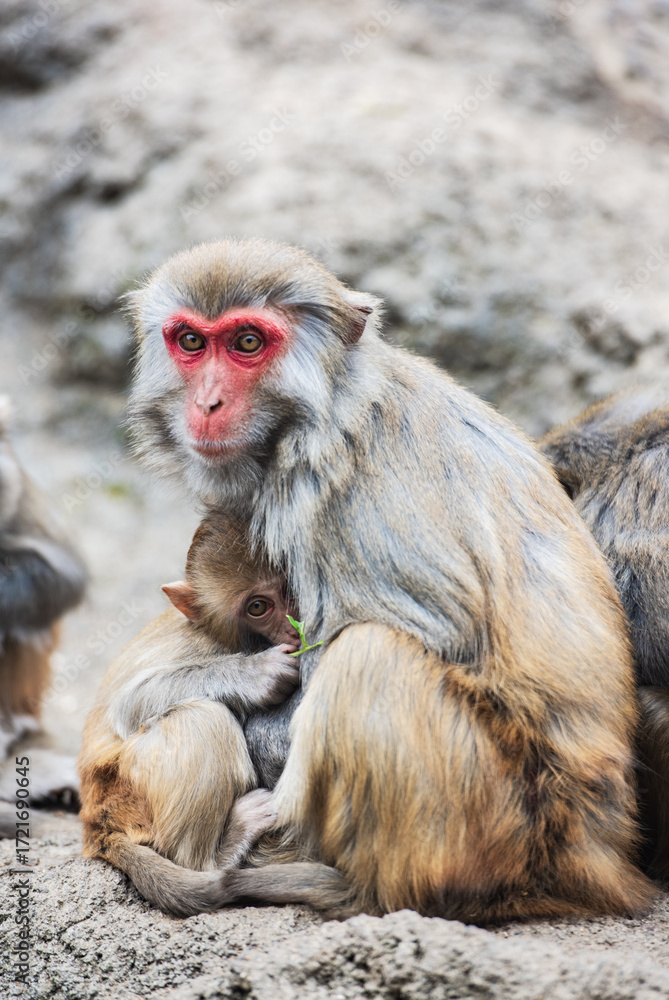 Naklejka premium Short-tailed macaques at Bala Monkey Mountain in Fengshan County, Hechi, Guangxi
