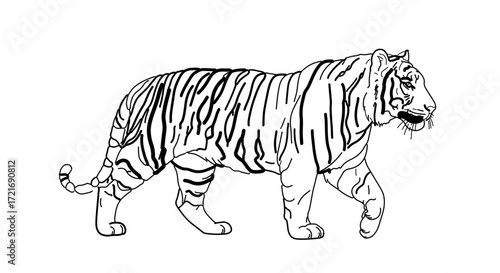 Illustration of a walking tiger, showcasing its distinctive stripes and powerful build