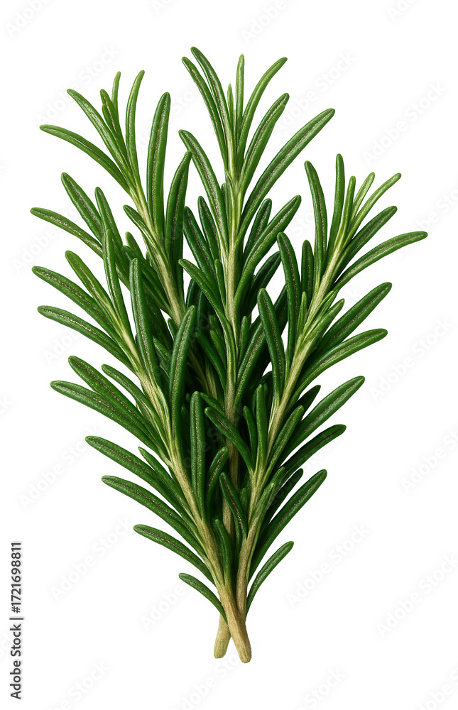 Fototapeta premium Fragrant rosemary sprigs.