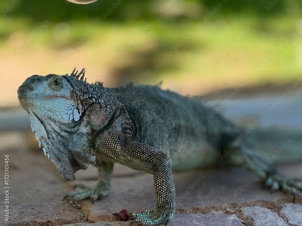 Fototapeta premium galapagos land iguana