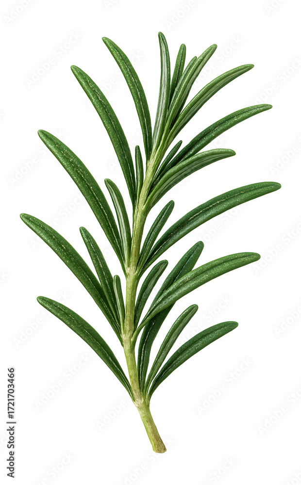 Fototapeta premium Sprig of rosemary on a white background.