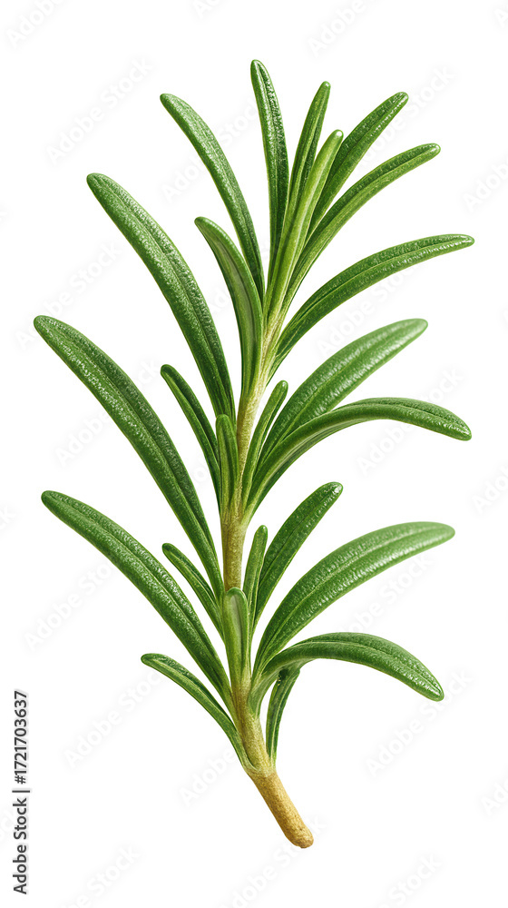 Fototapeta premium Sprig of rosemary.