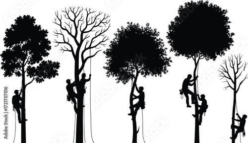 Silhouetted arborists climbing and trimming trees, tree care workers, forest maintenance, outdoor landscaping, safety gear, tree pruning, urban forestry, professional tree climbers