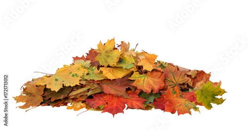 Pile of autumn maple colored leaves cut out
