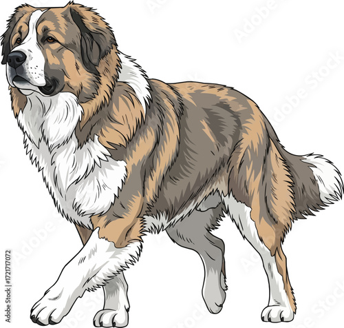 Caucasian Shepherd Dog walking movement pose illustration