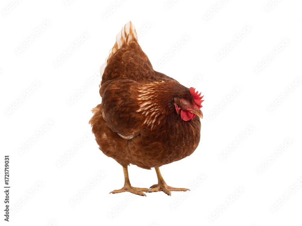 Fototapeta premium standing and sleeping chicken isolated on white background