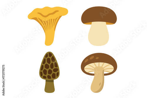 Delicious edible fungi collection featuring chanterelle, porcini, morel, and shiitake mushrooms on white background