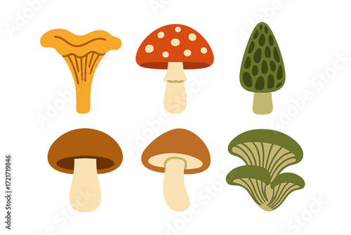 Collection of diverse edible and wild mushrooms including chanterelle, morel, and toadstool varieties