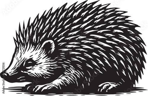 Detailed black and white woodcut illustration of a hedgehog with sharp quills facing left on a white background