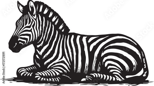 Artistic black and white sketch of a young zebra resting peacefully on the ground with its legs tucked underneath its body