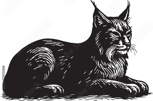 Detailed black and white ink drawing of a majestic lynx with tufted ears resting peacefully on a white background